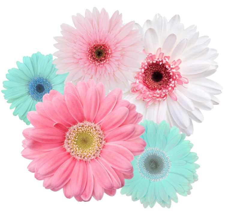 Show Mom Big Love with Tiny Pies